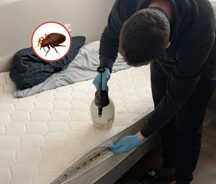Technicien traitant un matelas contre les punaises de lit à Jagny-sous-Bois